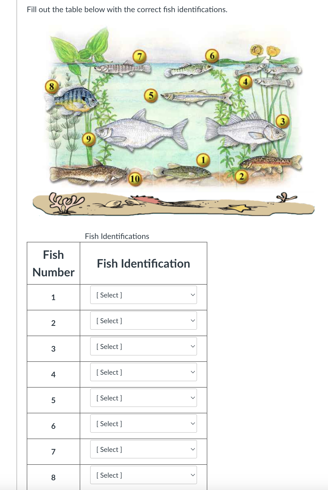 Fill out the table below with the correct fish