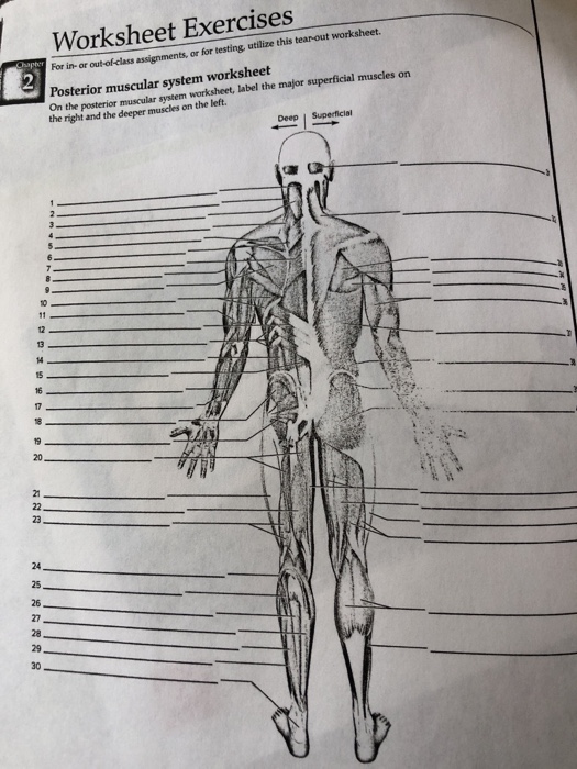 Muscles Worksheet Overview Of Muscle Tissues Answers