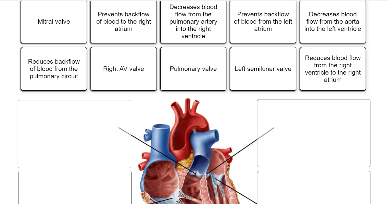Solved Mitral valve Prevents backflow of blood to the right