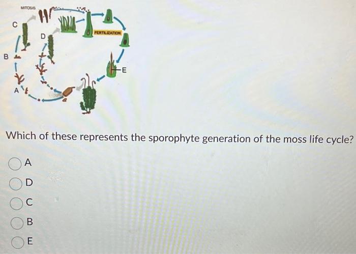 Solved Which of these represents the sporophyte generation | Chegg.com