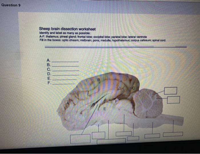Sheep Brain Dissection Worksheet Answers Printable PDF Template