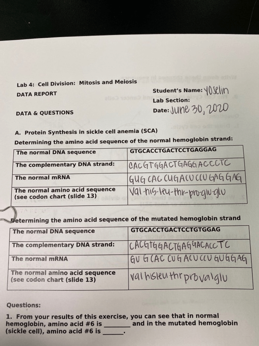 Solved Lab 4 Cell Division Mitosis and Meiosis DATA REPORT