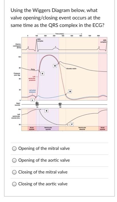 Solved Using the Wiggers Diagram below, what valve | Chegg.com