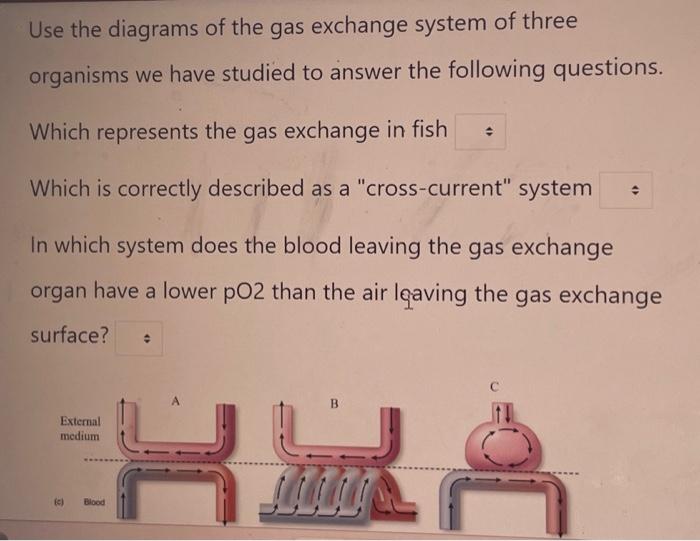 Solved Use the diagrams of the gas exchange system of three | Chegg.com