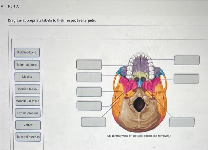 Solved Drag the appropriate labels to their respective