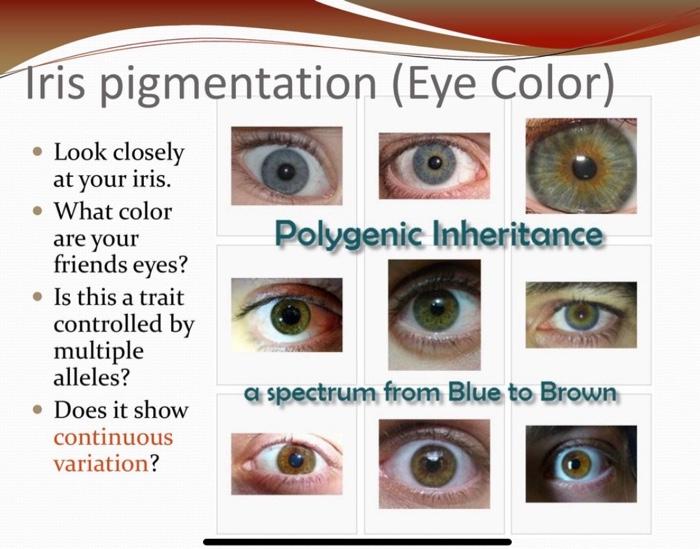 Solved Tris pigmentation (Eye Color) Polygenic Inheritance •
