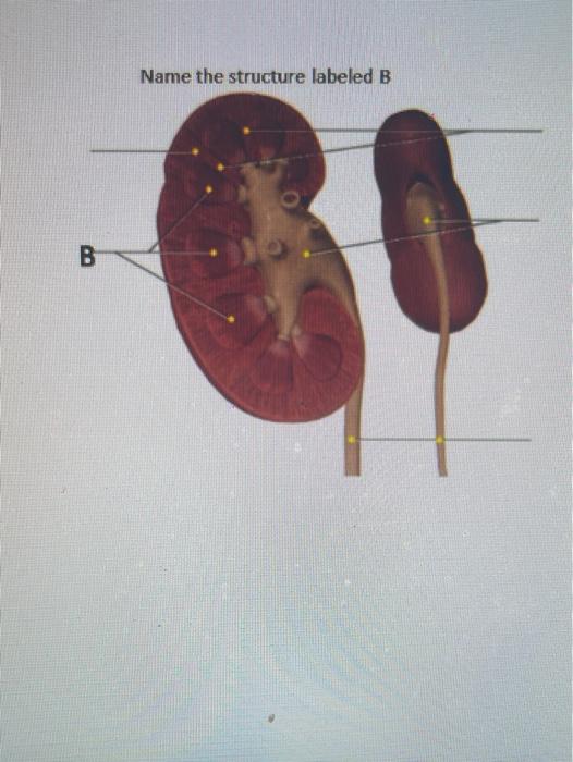 Solved Name the structure labeled B B | Chegg.com