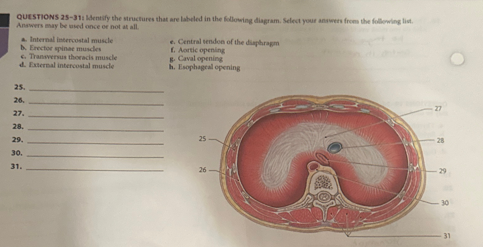 Solved QUESTIONS 25-31: Identify the structures that are | Chegg.com