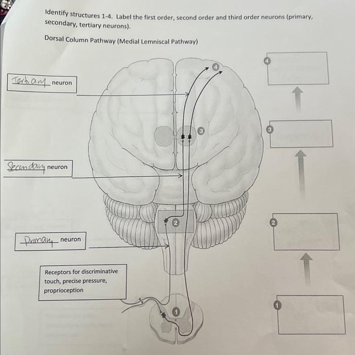 Solved Identify structures 1-4. Label the first order, | Chegg.com