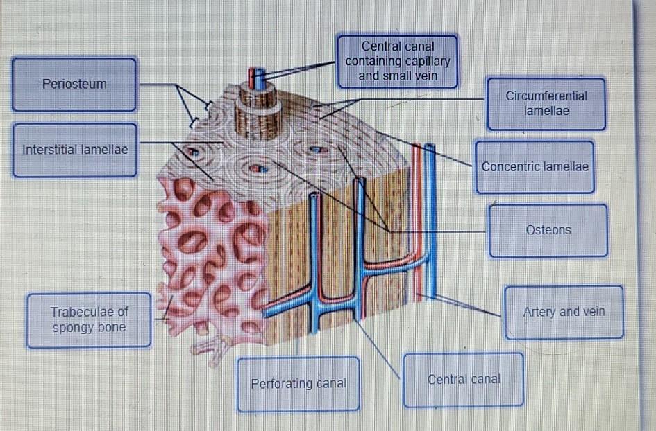 Solved drag the correct label to the appropriate location to