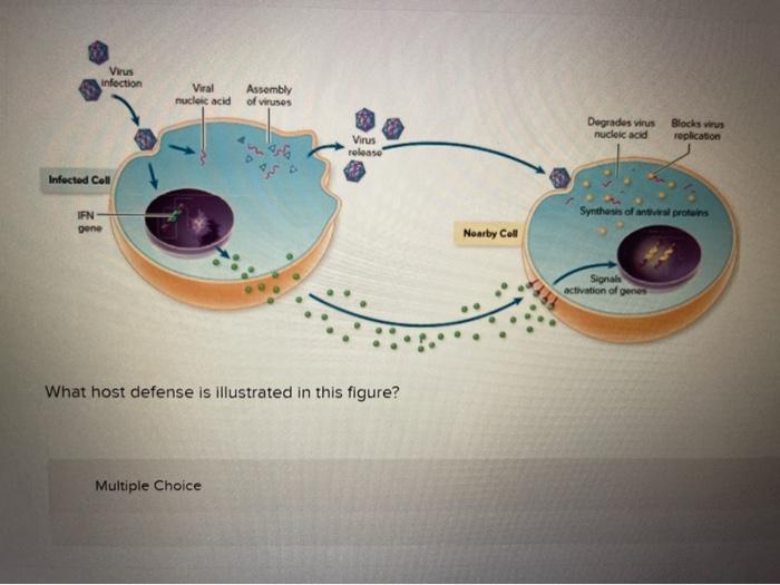 Solved Virus infection Viral nucleic acid Assembly of