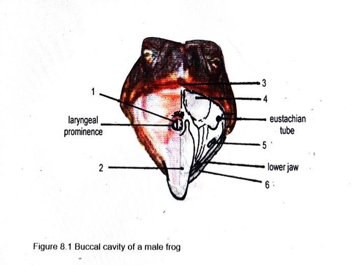 Solved Identify the Parts of the Buccal Cavity of a male