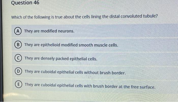 Solved Question 42 What are the foot processes on podocytes? | Chegg.com