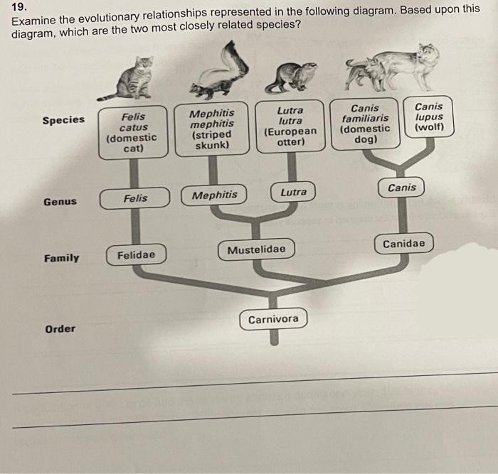 Solved 19. Examine the evolutionary relationships | Chegg.com