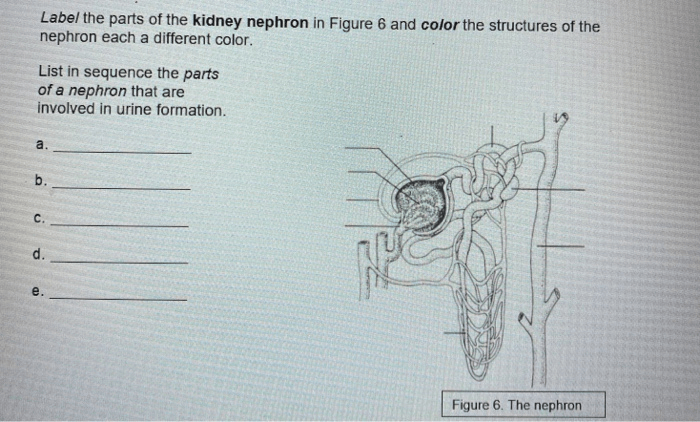 Kidney And Nephron Coloring Questions linode.ogre3d.org