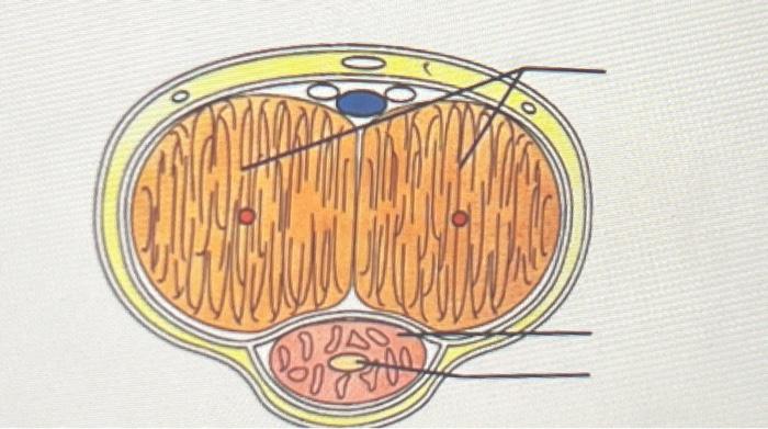 Solved Label the diagrams. Thank you! | Chegg.com