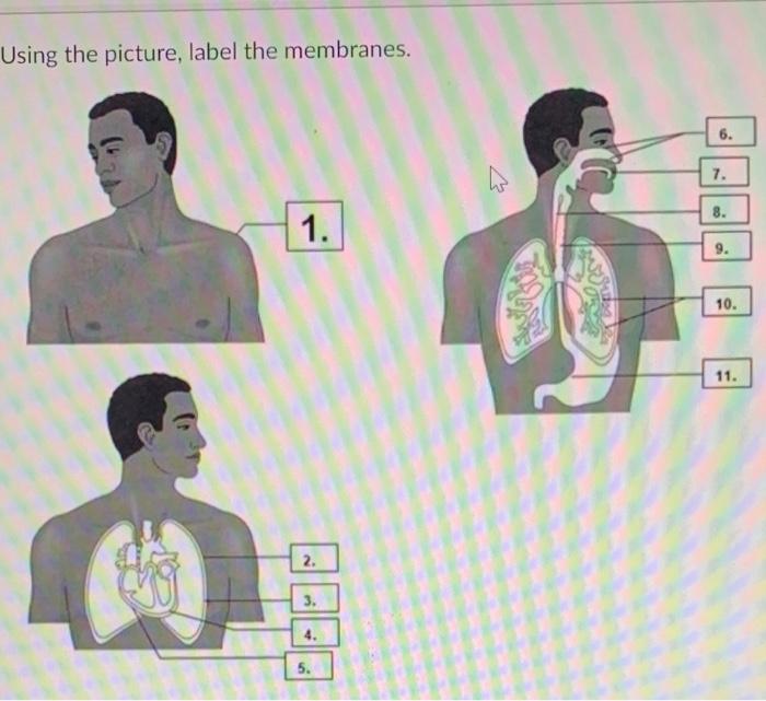 Solved Using the picture, label the membranes. 6. W 7. 8. 1.