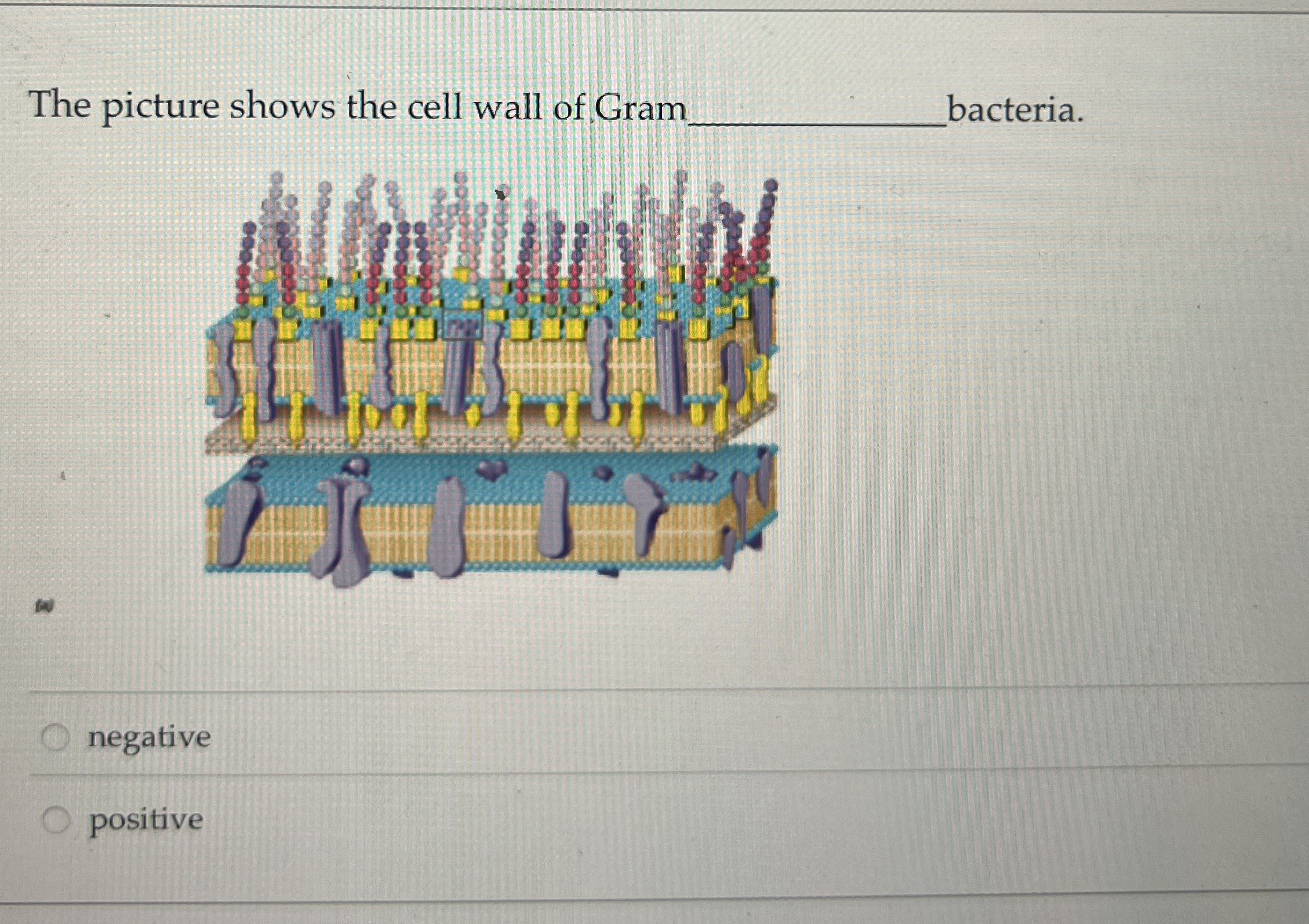 Solved The picture shows the cell wall of Gram