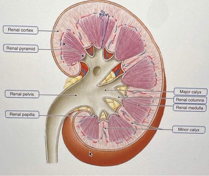 Solved Renal cortex Renal pyramid Renal pelvis Major calyx