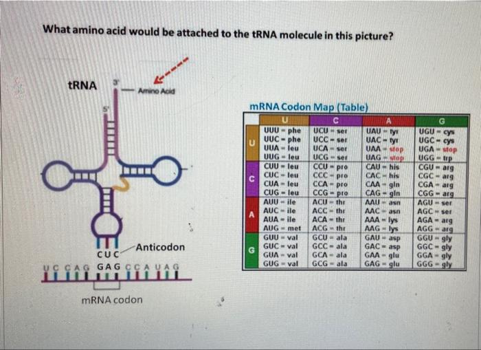 Solved What amino acid would be attached to the tRNA