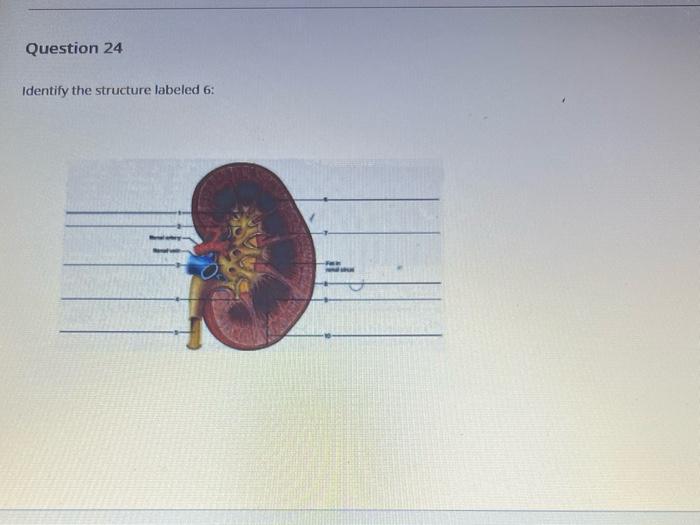 Solved Identify the structure labeled 6 : What structure is | Chegg.com