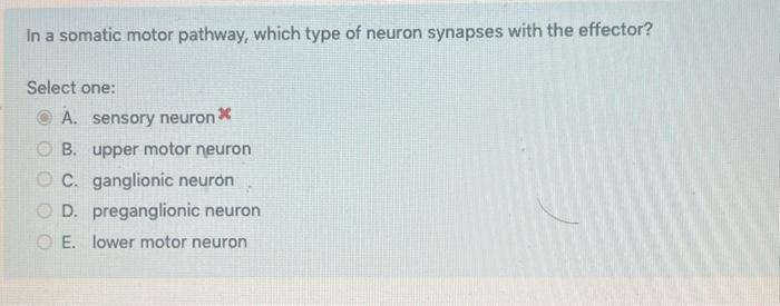 Solved In a somatic motor pathway, which type of neuron | Chegg.com