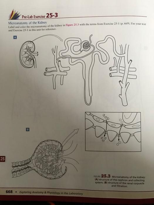 Kidney And Nephron Coloring Questions Pdf (Download Only)