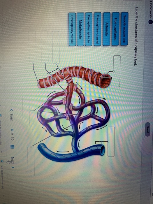 Solved Homework Sarved Label the structures of a capillary