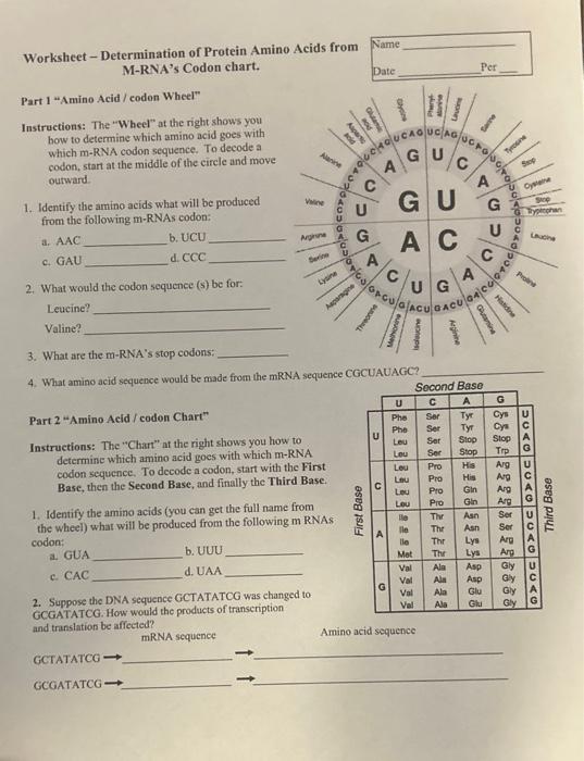 Solved Worksheet - Determination of Protein Amino Acids from | Chegg.com