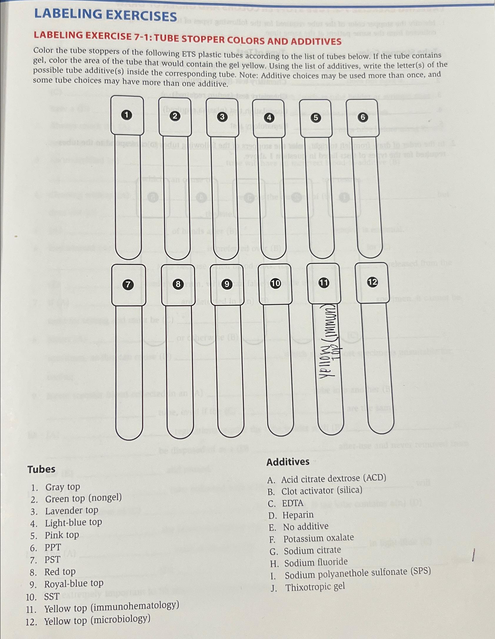 Solved LABELING EXERCISES\\nLABELING EXERCISE 71TUBE