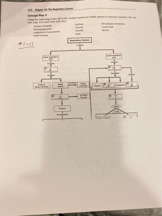 Chapter 23 The Respiratory System Concept Map Solved 458 Chapter 23 The Respiratory System Concept Map 1