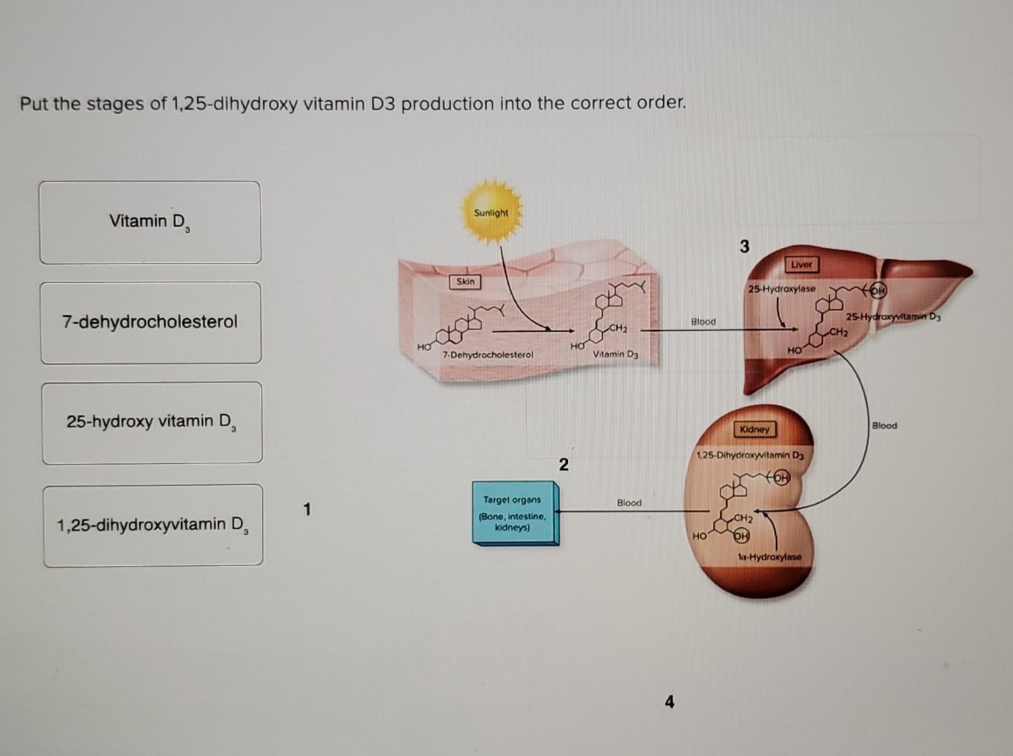 Solved Put the stages of 1,25dihydroxy vitamin D3