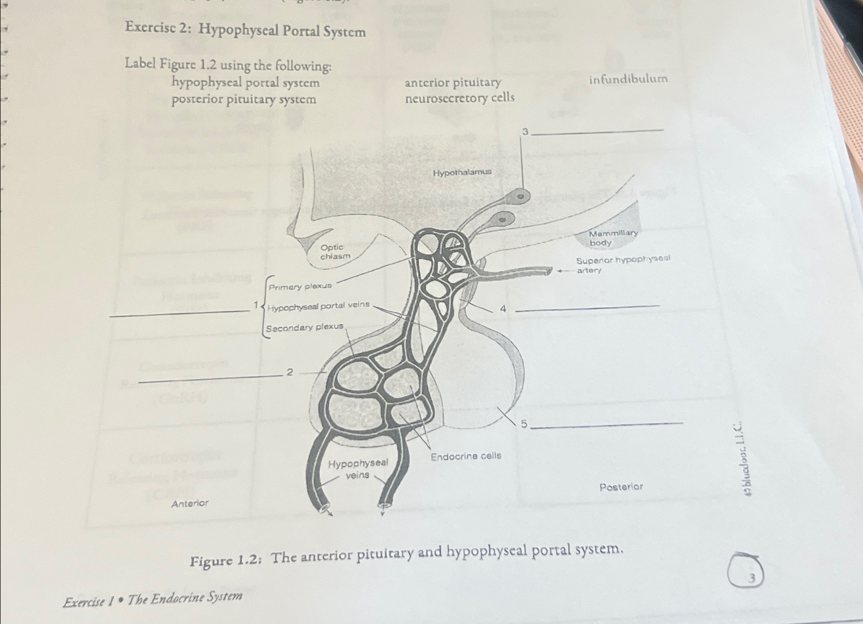 Solved Exercisc 2: Hypophyseal Portal SystemLabel Figure 1.2 | Chegg.com