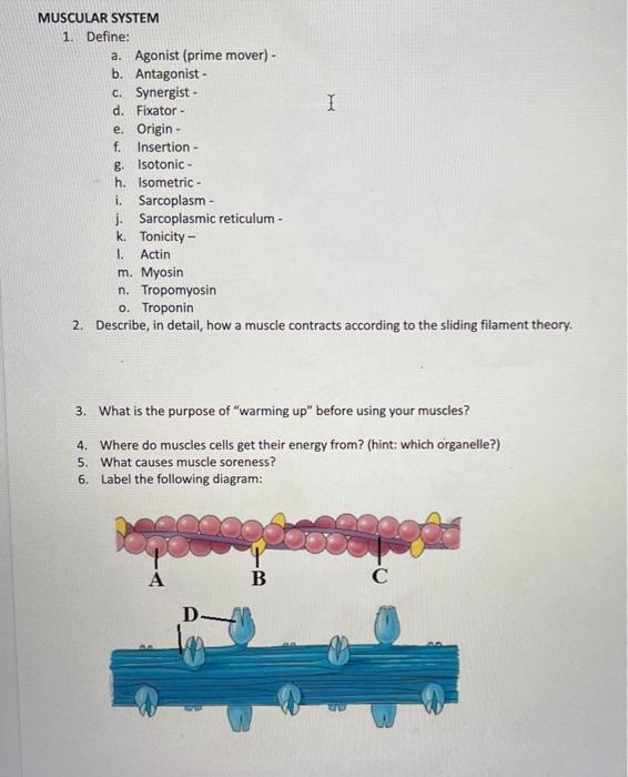 Solved MUSCULAR SYSTEM 1. Define a. Agonist (prime mover)
