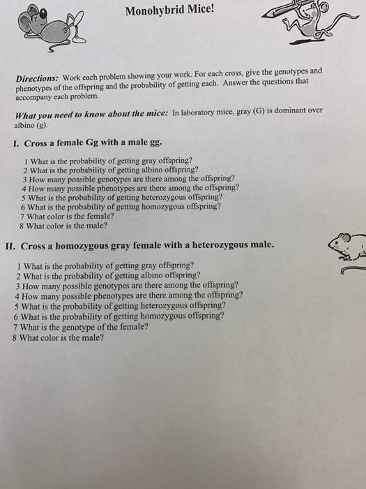 In a monohybrid cross, organisms differing in only one trait are crossed. Monohybrid Mice Directions Work Each Problem Chegg Com