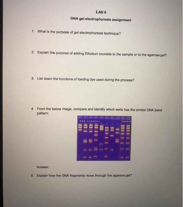 1 Agarose Gel Recipe Ethidium Bromide Dandk Organizer