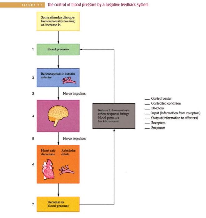Solved FIGURE 2.1 The control of blood pressure by a