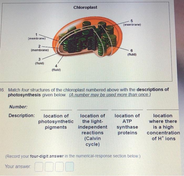 Solved The Venn diagram below shows the relationship between | Chegg.com