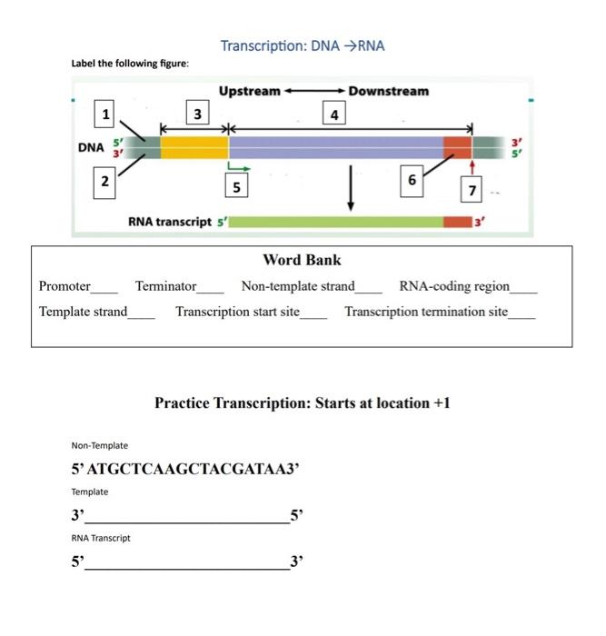 Solved Use Coding Chart to translate mRNA to Amino Acids