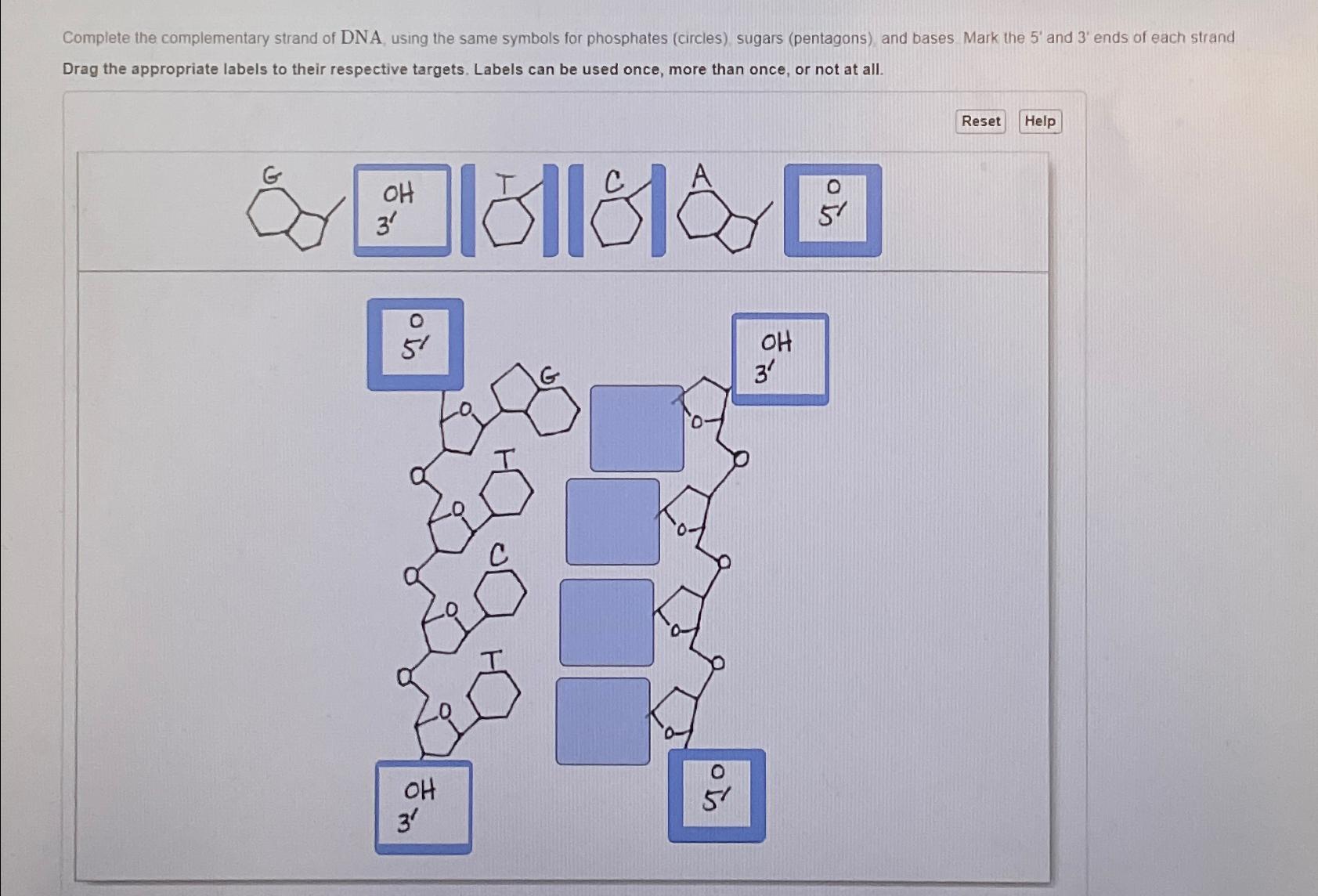 Solved Complete the complementary strand of DNA, using the