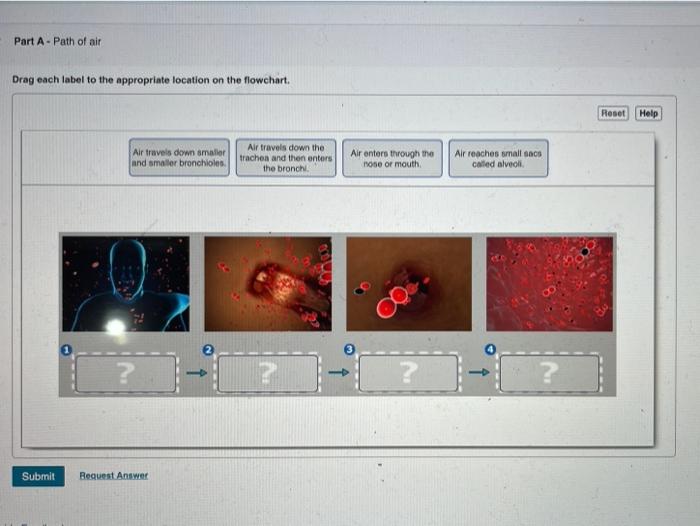 Solved Part A - Path Of Air Drag Each Label To The | Chegg.com