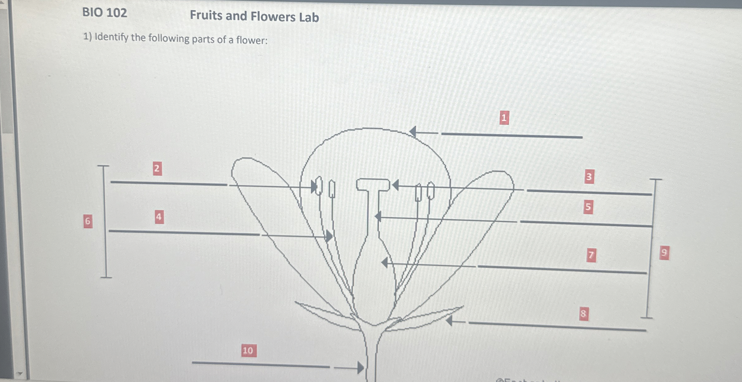 BIO 102Fruits and Flowers LabIdentify the following