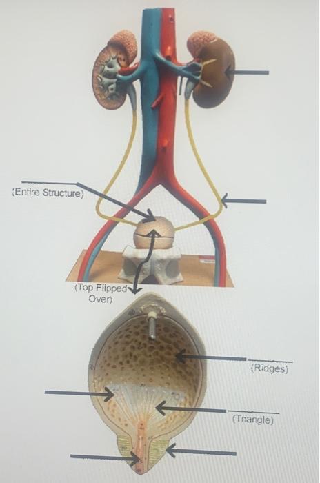 Solved diagram 3: Urinary system | Chegg.com