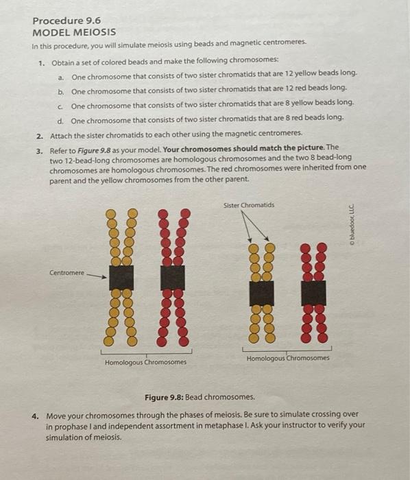 Solved Procedure 9.6 MODEL MEIOSIS In this procedure, you