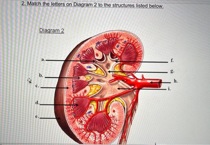 Solved Use Diagram 1 to identify the labelled structures. | Chegg.com