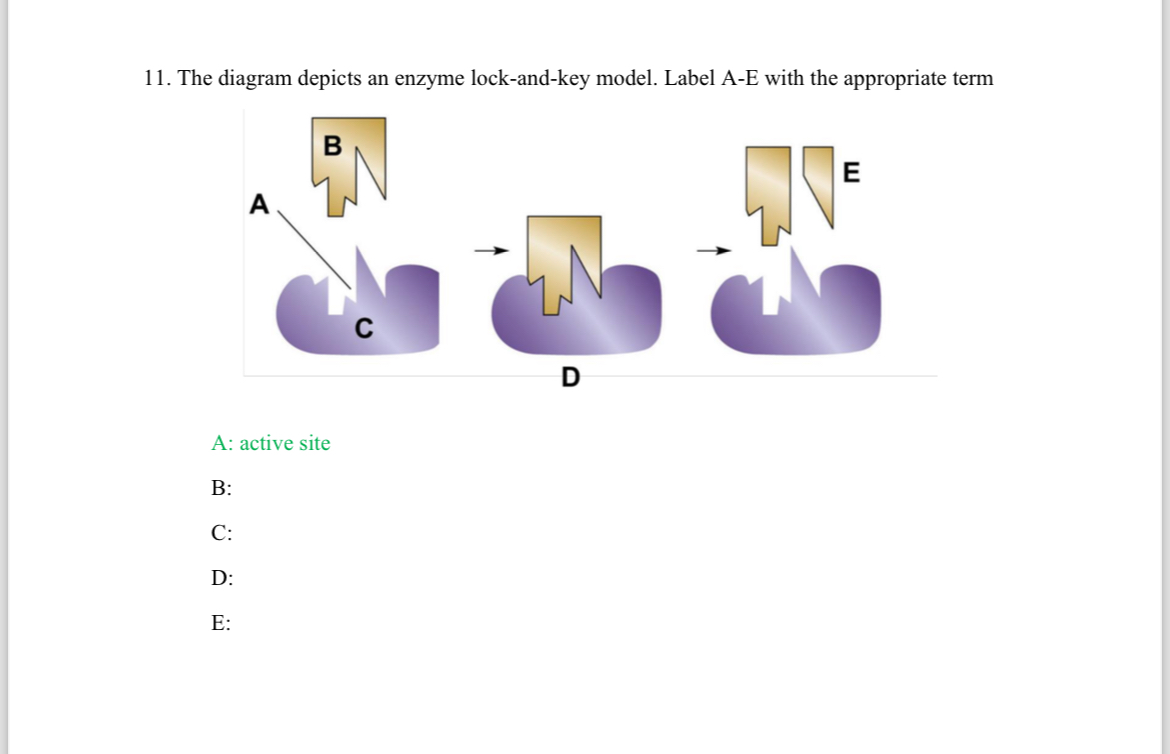 Solved The diagram depicts an enzyme lockandkey model.