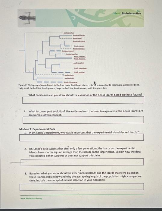 Solved LIZARD EVOLUTION VIRTUAL LAB Answer the following | Chegg.com