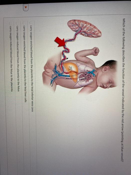 Solved Which of the following describes the function of the