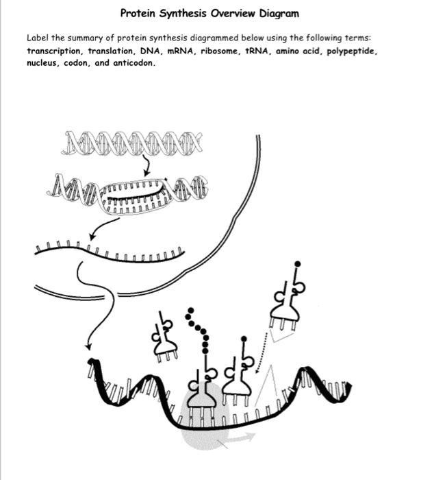 Solved Protein Synthesis Overview Diagram Label the summary | Chegg.com