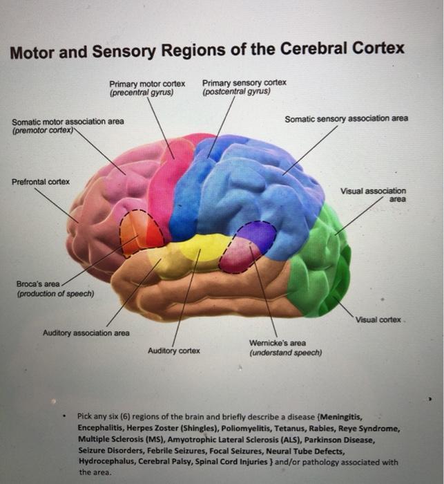 Solved Motor and Sensory Regions of the Cerebral Cortex